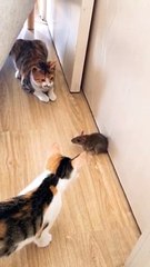 The rat can escape nowhere while staring by 2 cats.
