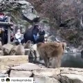 Quand un bébé singe taquin joue des tours à sa maman. Trop marrant !