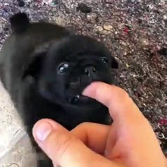 La plus douce des morsures est celle de son adorable chiot !