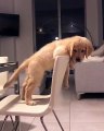 Ce chiot est monté sur une chaise trop haute et ne peut plus descendre. Trop drôle !