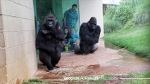 La reazione esilarante dei gorilla sotto un acquazzone