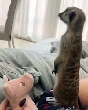 Ce suricate est très attachée à son cochon en peluche. Trop cute !