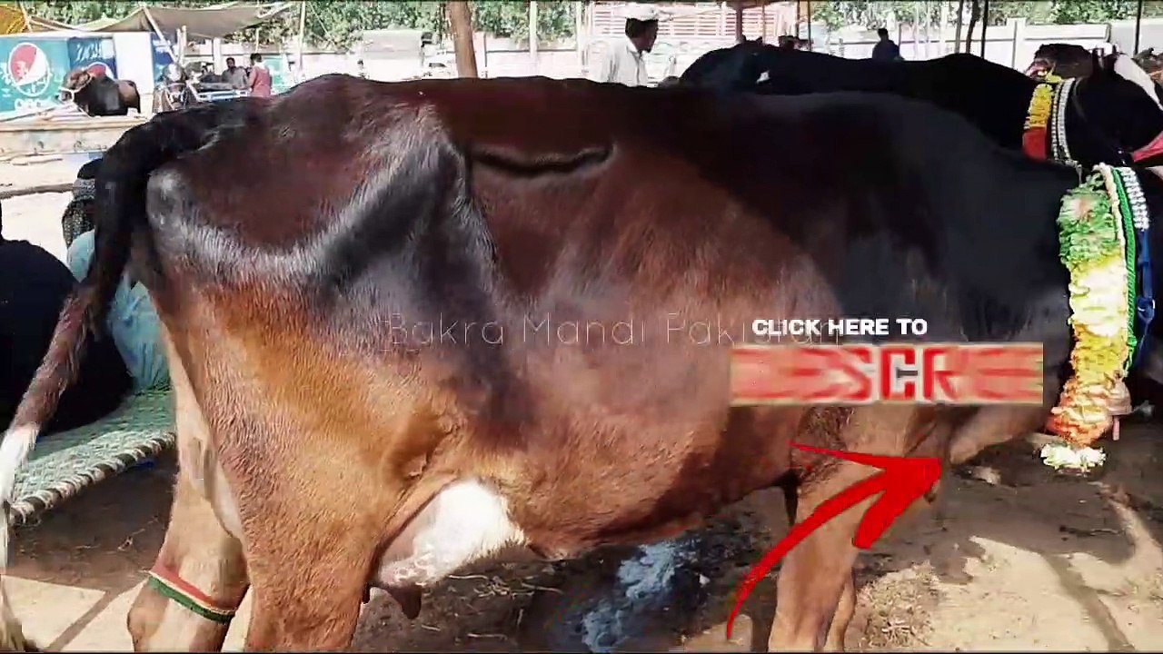 KOI HA JO SASTA HO - Sale and Purchase of Sahiwal Cow in Cow Mandi - Cows in Lahore Mandi
