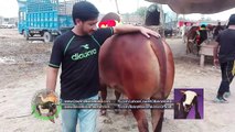Lahore -- Cow Mandi 2016 -- 2017 -- Heavy -- Sahiwali Bachra -- Sahiwal Cow Price -- Shah Pur Mandi