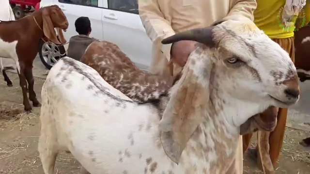 Lahore Bakra Mandi - Rajanpuri Sindhi Bakray For Sale - Shahpur Kanjra Mandi - 2018 - 2019