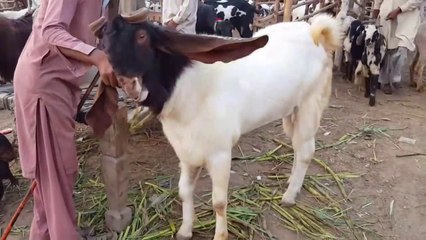 下载视频: Lahore Bakra Mandi - ShahPur Kanjra - Bakra Eid 2017 k Bad 2018 Janwar Mehnga Hota hai Yah Sasta -