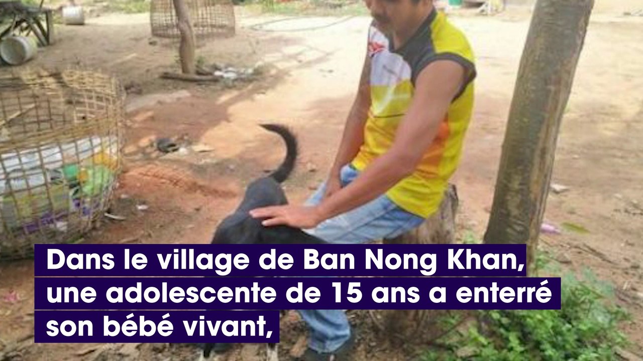 Thaïlande : un chien sauve un nourrisson enterré vivant par sa mère