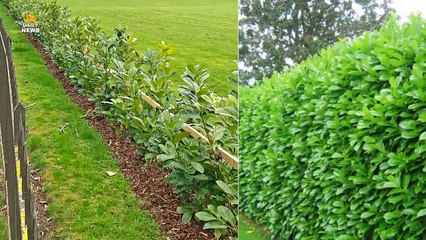Kate & William erect a huge £15k hedge to stop tourists seeing them fly in & out via helicopter