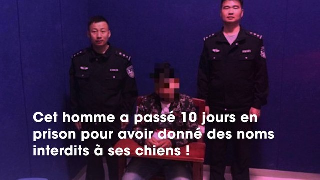 Chine : un homme a passé 10 jours en prison pour avoir donné des noms interdits à ses chiens, découvrez lesquels