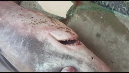 Një peshkaqen i rrallë në Vlorë  - Top Channel Albania - News - Lajme