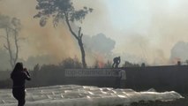 Zjarre masive në Fier, digjen pyjet me pisha në Darëzezë - Top Channel Albania - News - Lajme