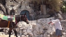Santorini, mesazh sensibilizues për mbrojtjen e gomarëve - Top Channel Albania - News - Lajme