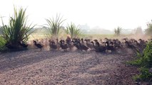 Armée de canards en Thailande