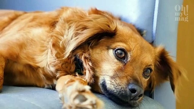 De lourdes amendes en cas de mauvais traitements !