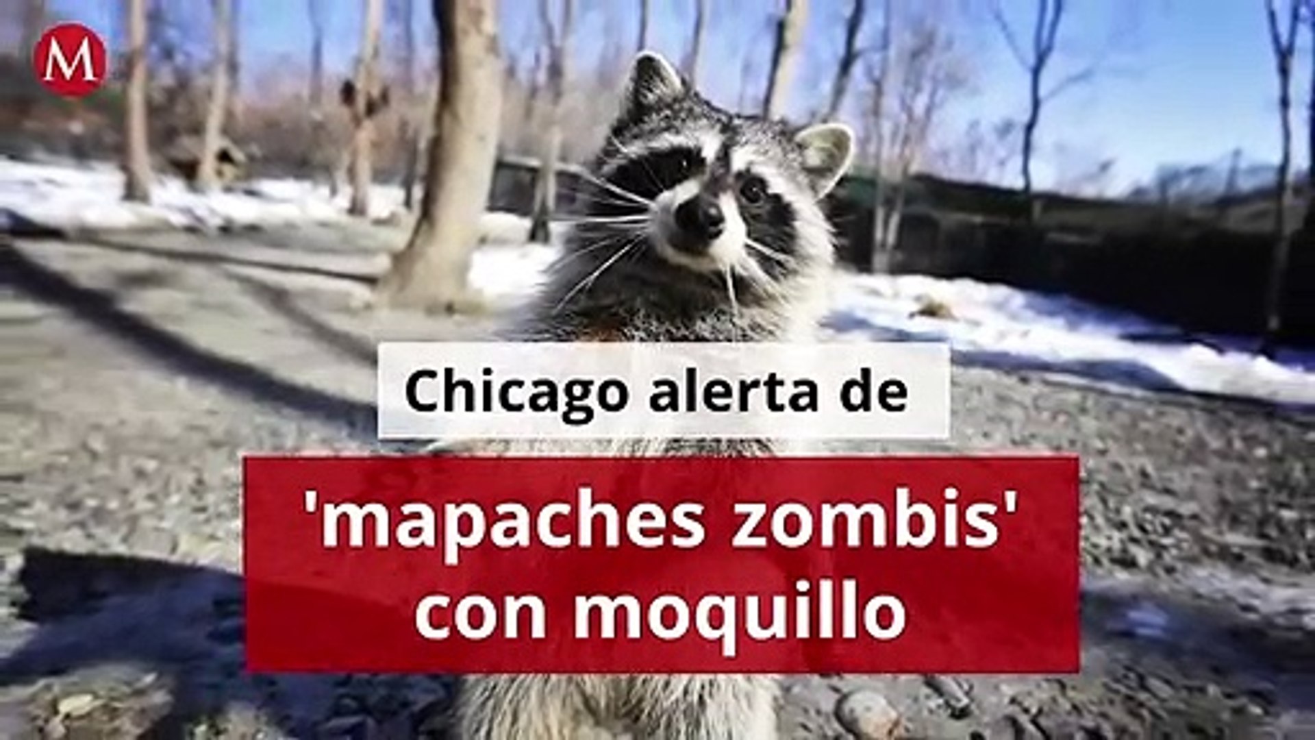 Chicago alerta de 'mapaches zombis' por moquillo