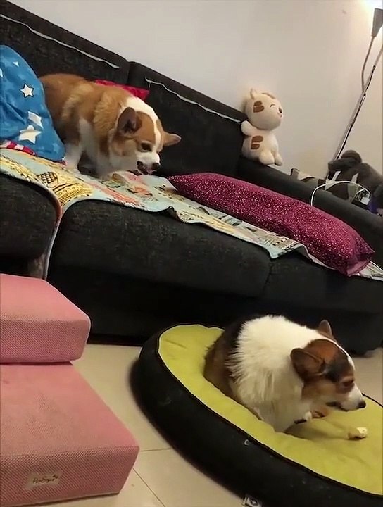 Un combat entre deux chiens