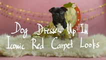 Dog Dresses Up In Iconic Red Carpet Looks
