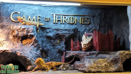 Il crée un vivarium Game of Thrones pour son lézard !