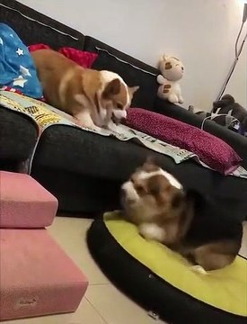 Un combat sans contact entre deux chiens