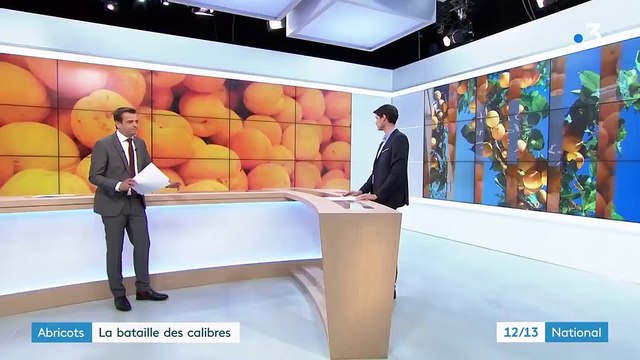 Agriculture : le calibrage des abricots pose problème