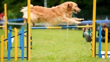 Wie beginnt man mit seinem Hund Agility?