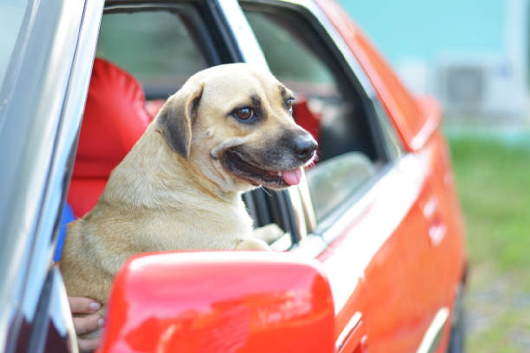 Mein Hund erträgt das Auto fahren nicht video Dailymotion