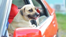 Mein Hund erträgt das Auto fahren nicht