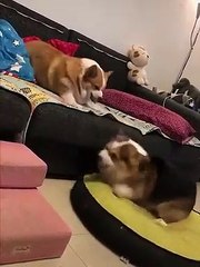 Ces 2 chiens n'ont vraiment que de la gueule...