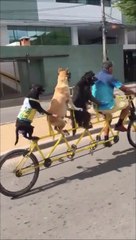 Faire du vélo avec 3 chiens... Sympa