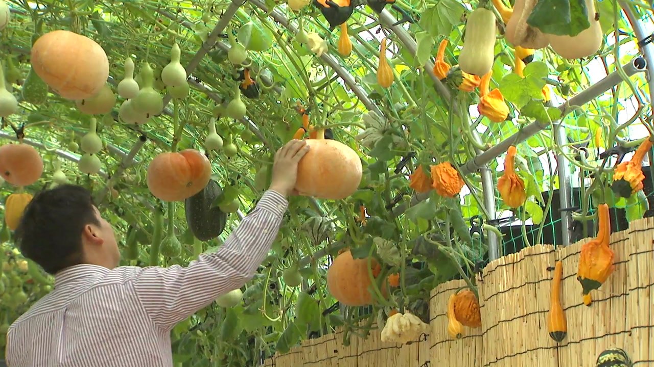도시-농촌 상생발전의 기회...도시농업박람회 / YTN