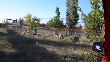 Video herunterladen: Ce dresseur calme 10 de lions à coup de chaussure