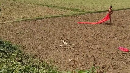 Il trouve 2 cobras en pleine parade dans son champs