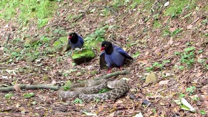 2 oiseaux font face à un serpent... Même pas peur