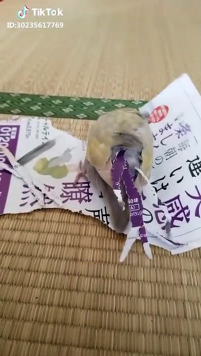 Parrot Makes Paper Tail For Himself