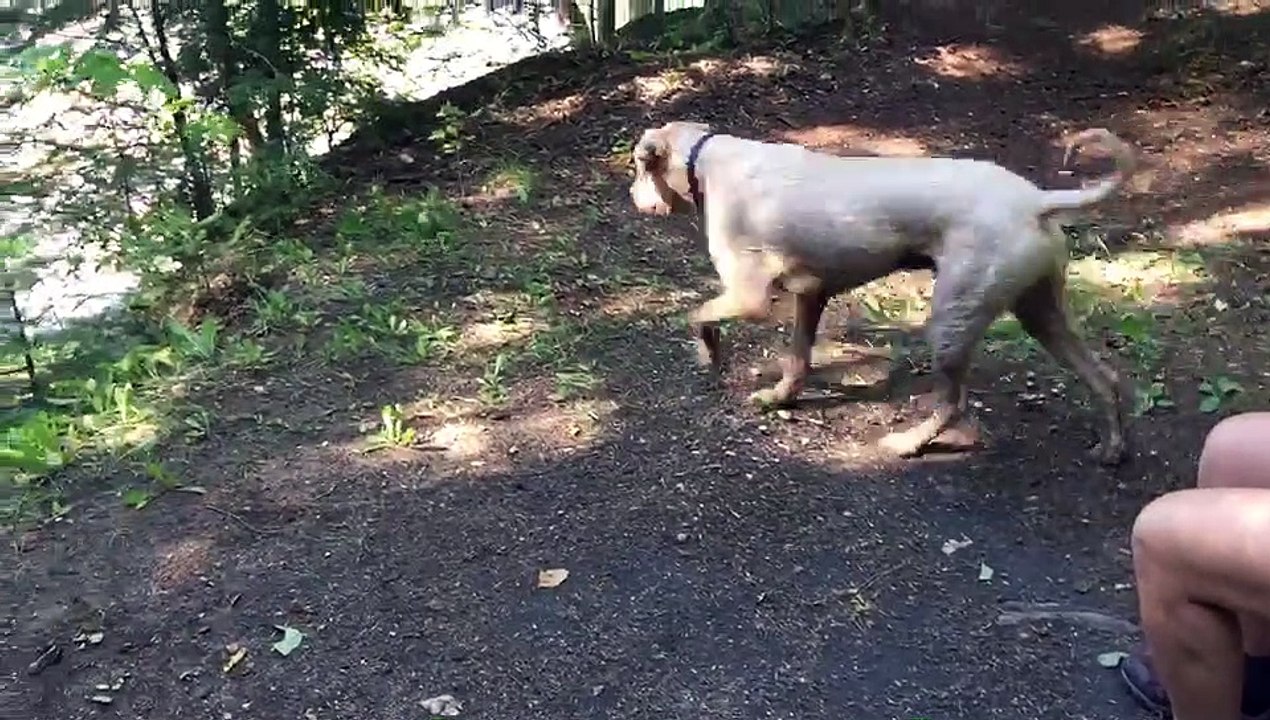 Smart Pooch Learns How to Play Ball by Himself