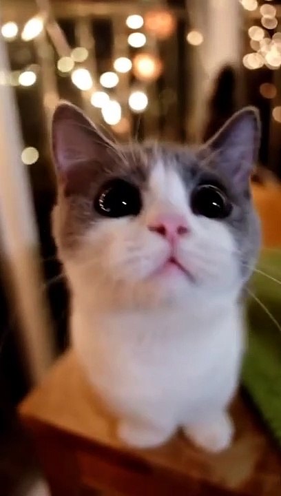 CATS Compilation 0⃣0⃣6⃣