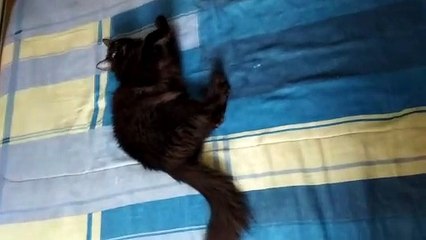 Cleocatra embedding test