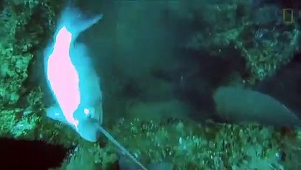 Un pécheur au harpon se fait emporter par un Mérou Goliath géant