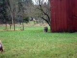 Ce gros lynx vient faire des câlins à son maître. Un vrai chat