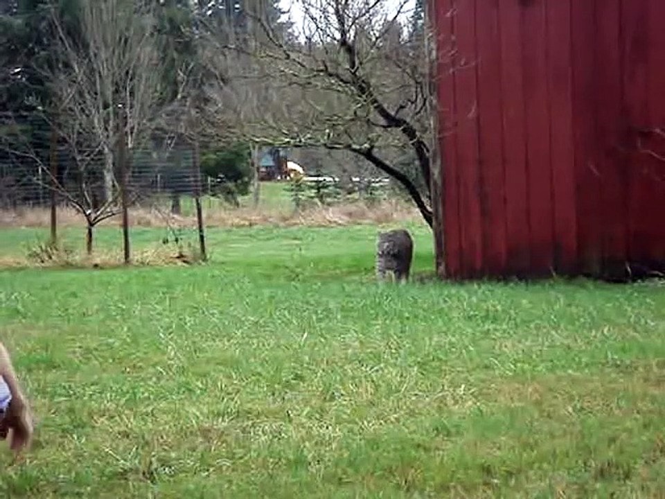 Ce gros lynx vient faire des câlins à son maître. Un vrai chat