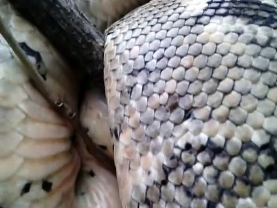 Il découvre un énorme python enroulé dans un arbre