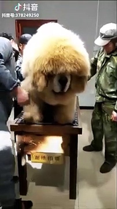 Regardez un peu comme ce chien est poilu. Un gros nounours