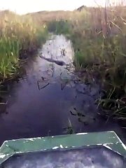 Un crocodile saute et attrape leur bateau. Terrifiant