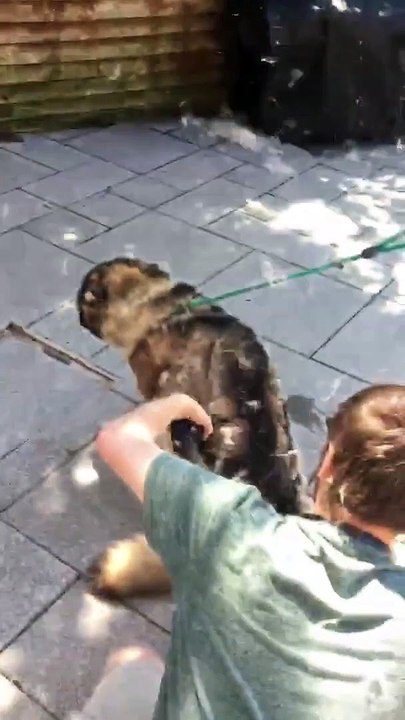 Ce chien perd des milliers de poils à l'aspirateur