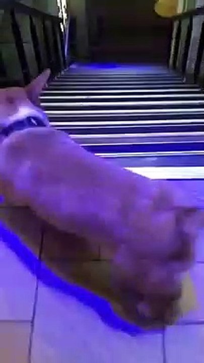  DOGS Compilation 0⃣0⃣2⃣