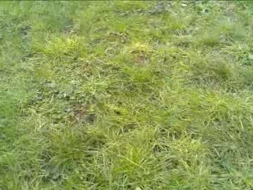 Cali, Mon Amour de Chien 27/12/2007