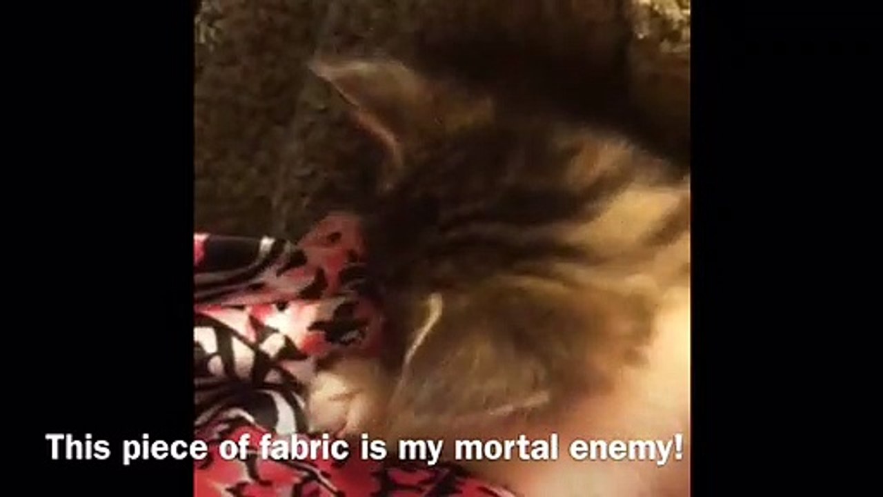 Kitten vs Fabric
