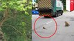 Bayi monyet tergeletak di jalan ditolong oleh pejalan kaki - TomoNews