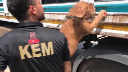 Adana'da Bir Tırın Dorsesinde 250 Kilo Esrar Ele Geçirildi