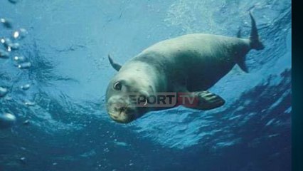 Report TV - Fokat e veçanta 'vizitojnë' Vlorën, një peshkaqen bishtdhelpër bie në rrjetë